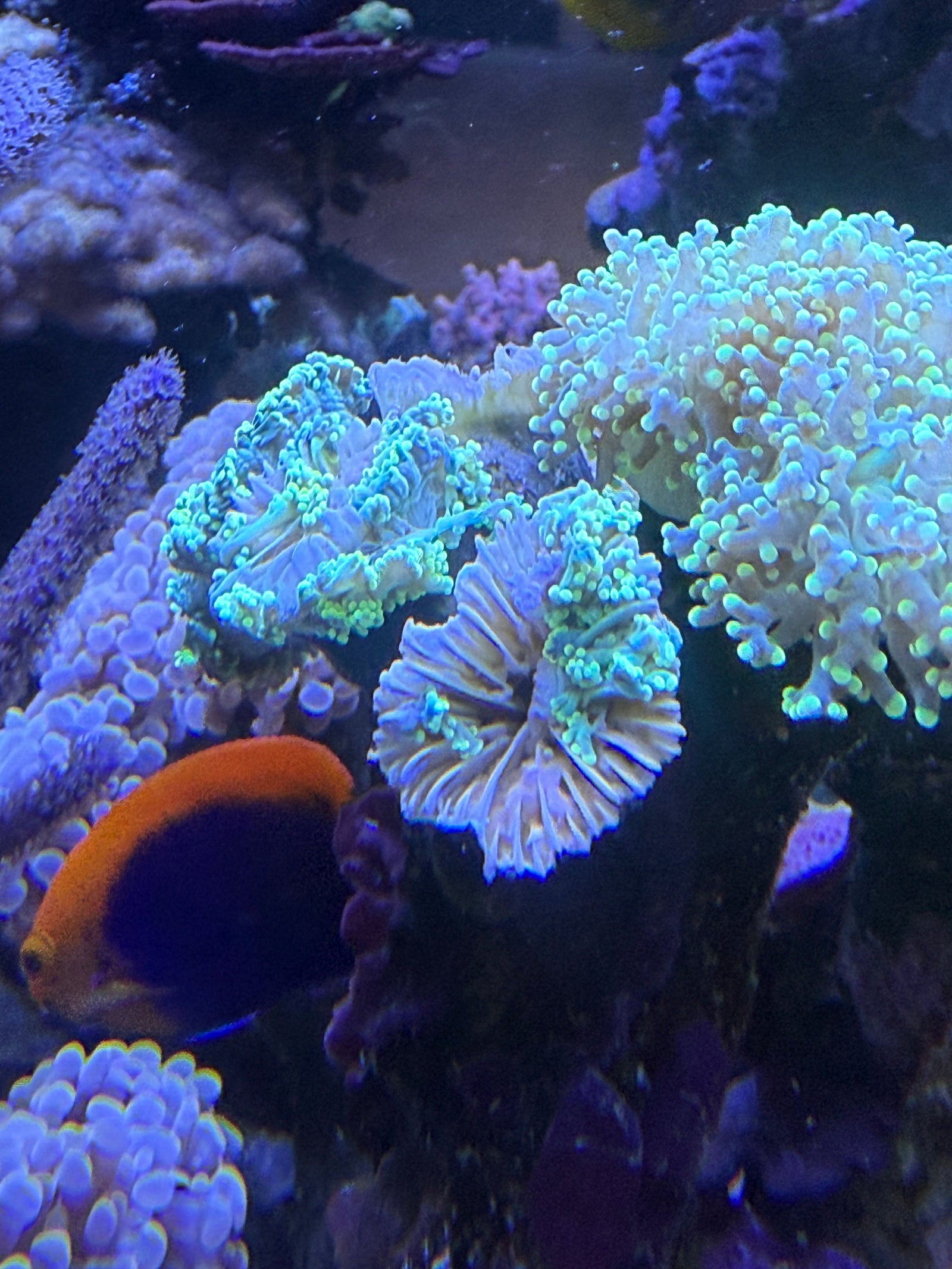 Polyp Bail Out in Fimbriaphyllia and Euphyllia, new observations on a surprising cause