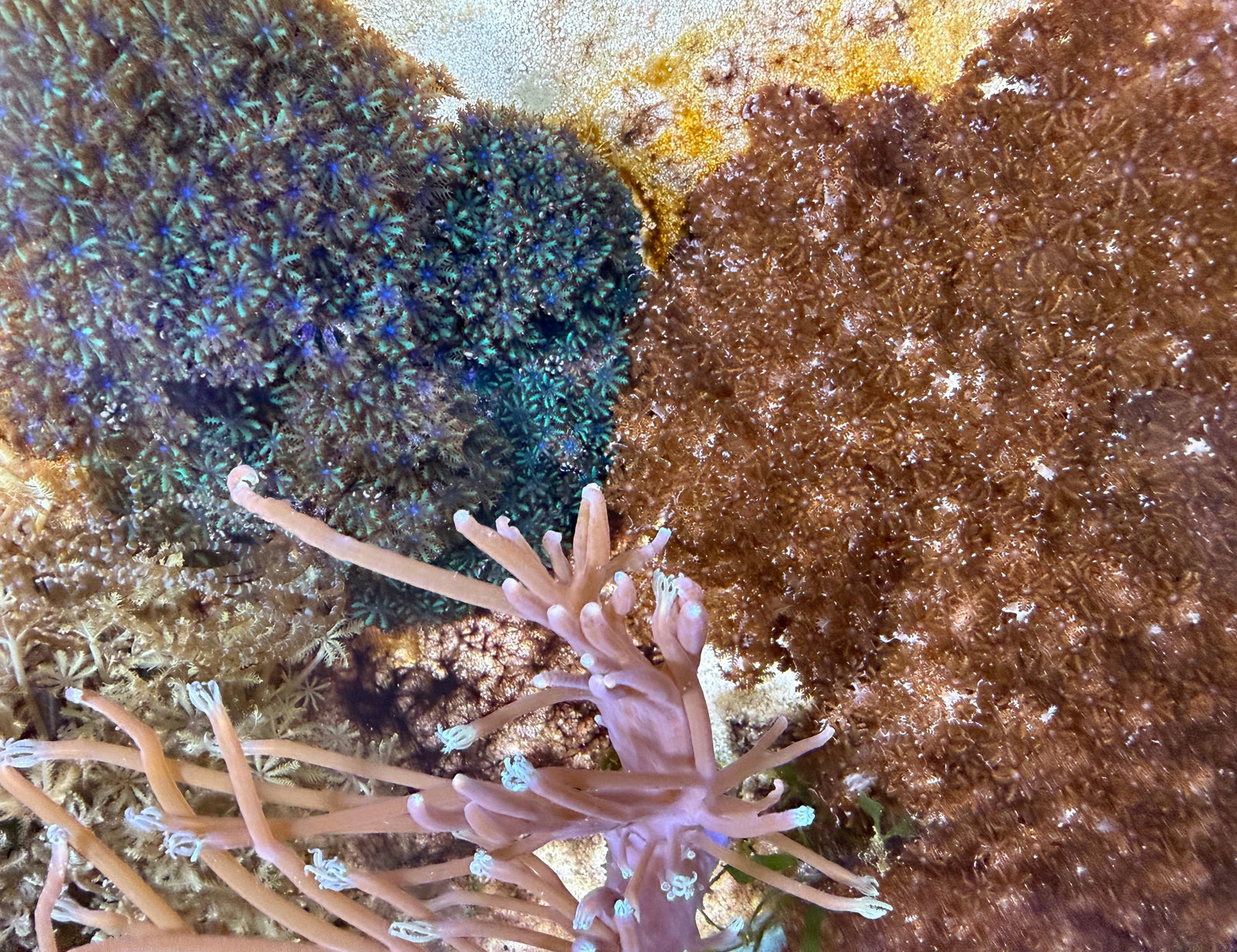Blue Ofwegenum left, next to the new Cladiella, right, with a pale violet Conglomeratusclera between them
