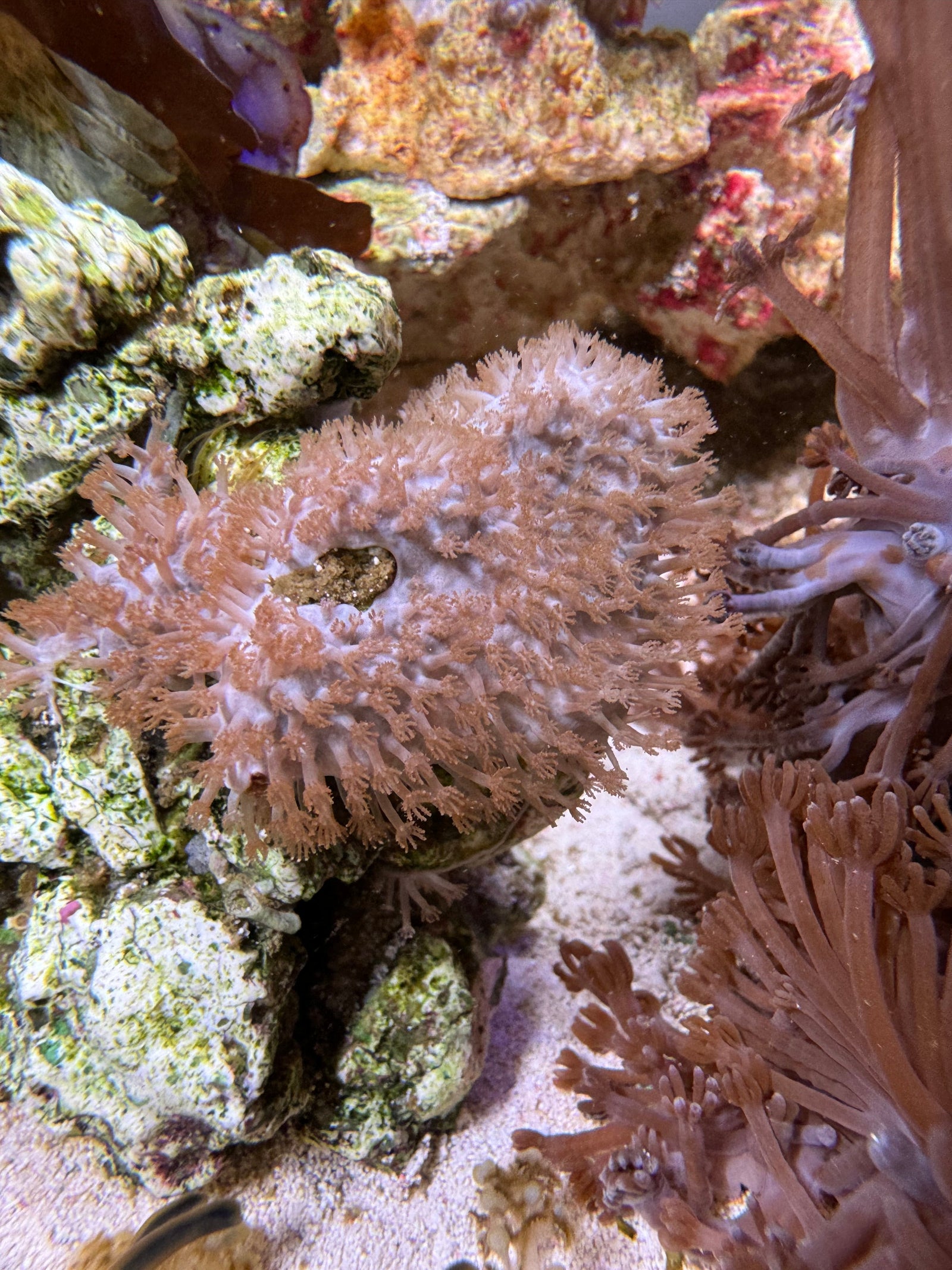 In this photo the smaller polyped soft coral is the Sympodium sp. from Joseph Patterson. Below it to the right is the Sympodium from Colin Foord.