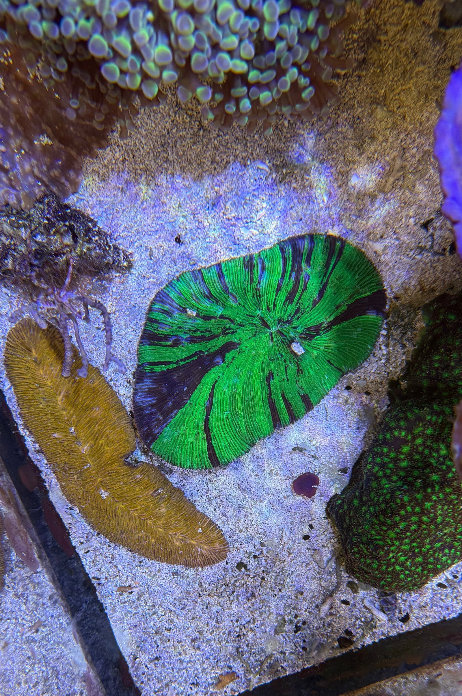 Sandalolitha dentata in one of the TLF display aquariums
