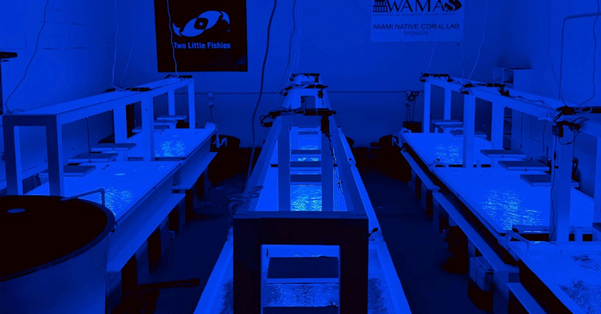 Miami Native Coral Lab is now in operation